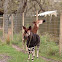 Okapi