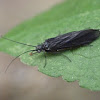 Eastern alderfly