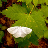 White Spring Moth