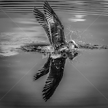 seagull by Eseker RI -  