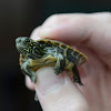 Map Turtle