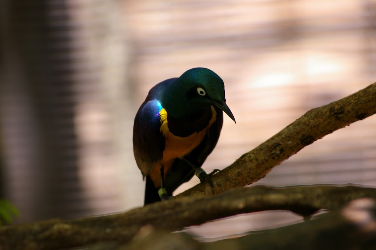 Golden-breasted Starling