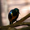 Golden-breasted Starling