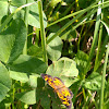 Pearl Crescent