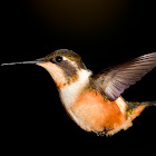 White-Bellied Woodstar