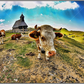 Cow by Simon Kovacic - Animals Other Mammals