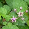 small pink color flower, shape like star