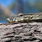 Lace Monitor