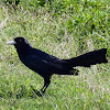 Boat Tailed Grackle