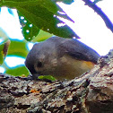 Tufted Titmouse