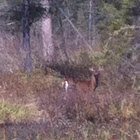 White-tailed Deer