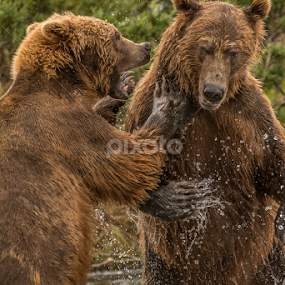 Grizzly bears at Katmai National Park, Alaska by Ferruccio Galbiati - Animals Other Mammals