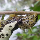 caterpillar