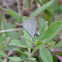 Eastern Tailed Blue