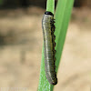 European Pine Sawfly larva