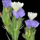 Wavyleaf sea-lavender