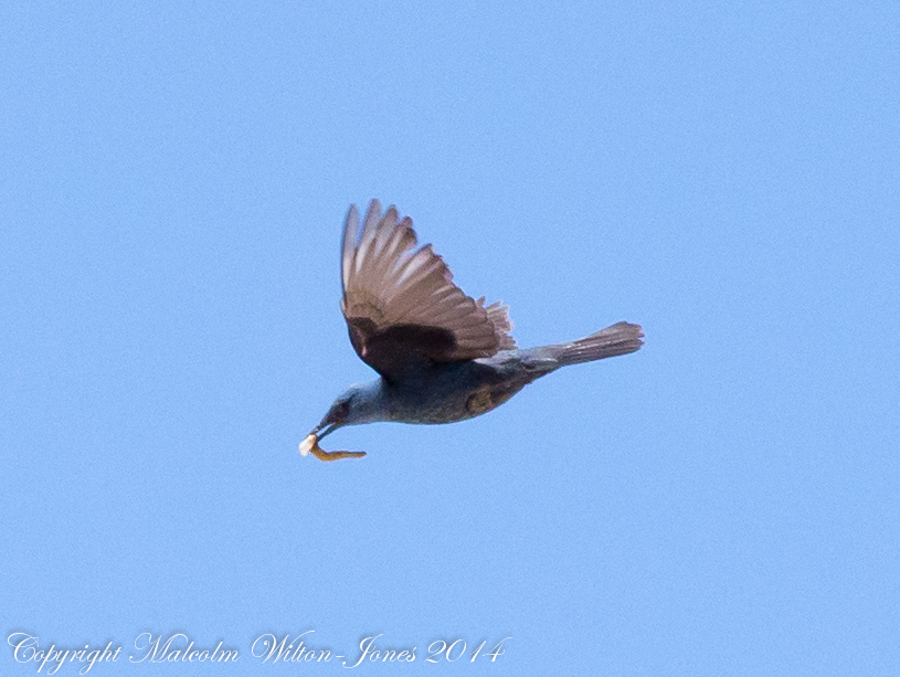 Blue Rock Thrush