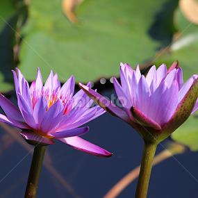 water lily by তিত কুটি - Flowers Flowers in the Wild