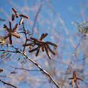Screwbean Mesquite
