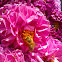 Flower parade bee