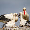 European white stork