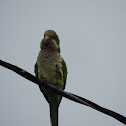 Quaker Parakeet