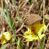 Lemon Pansy