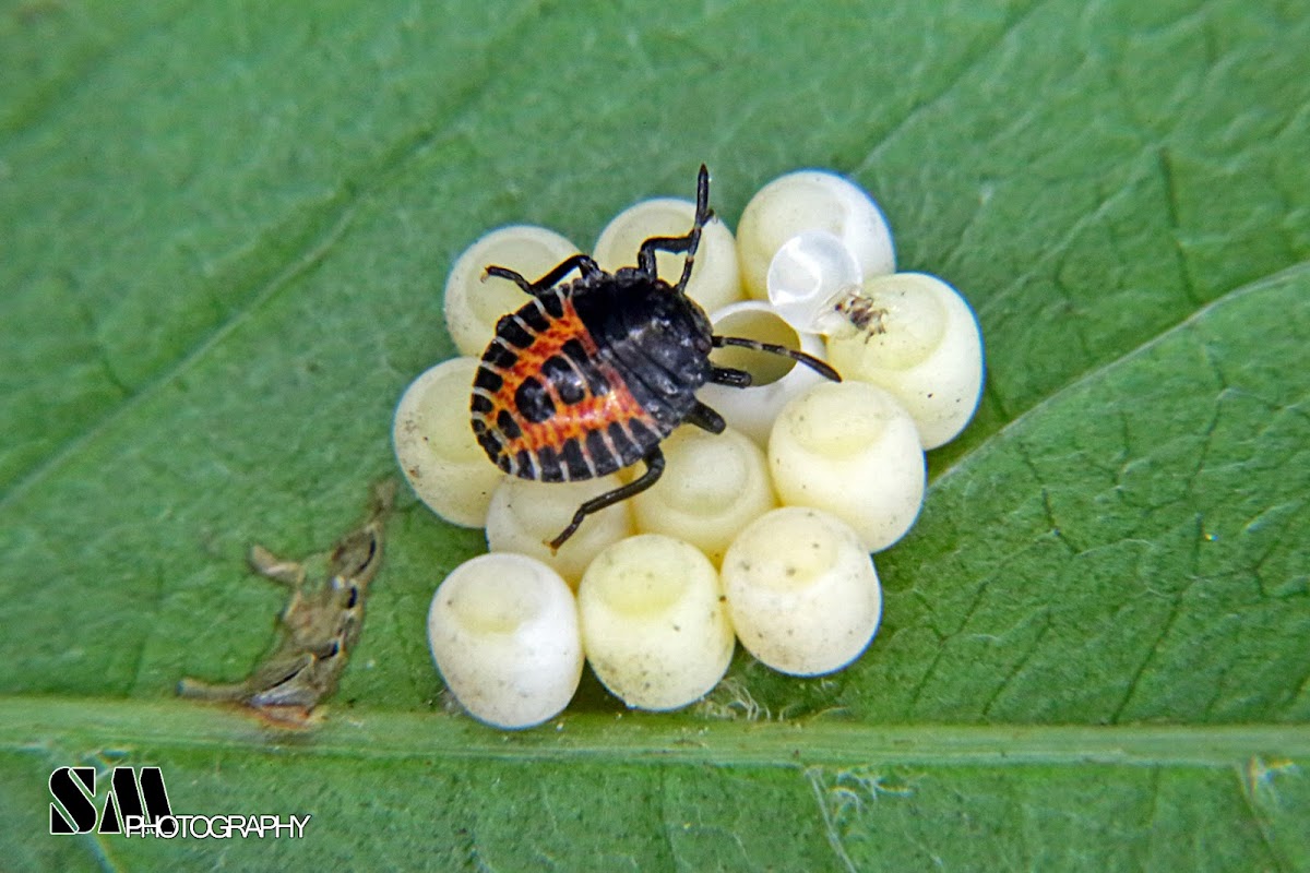Stink bug nymph and eggs