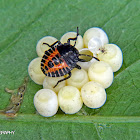 Stink bug nymph and eggs