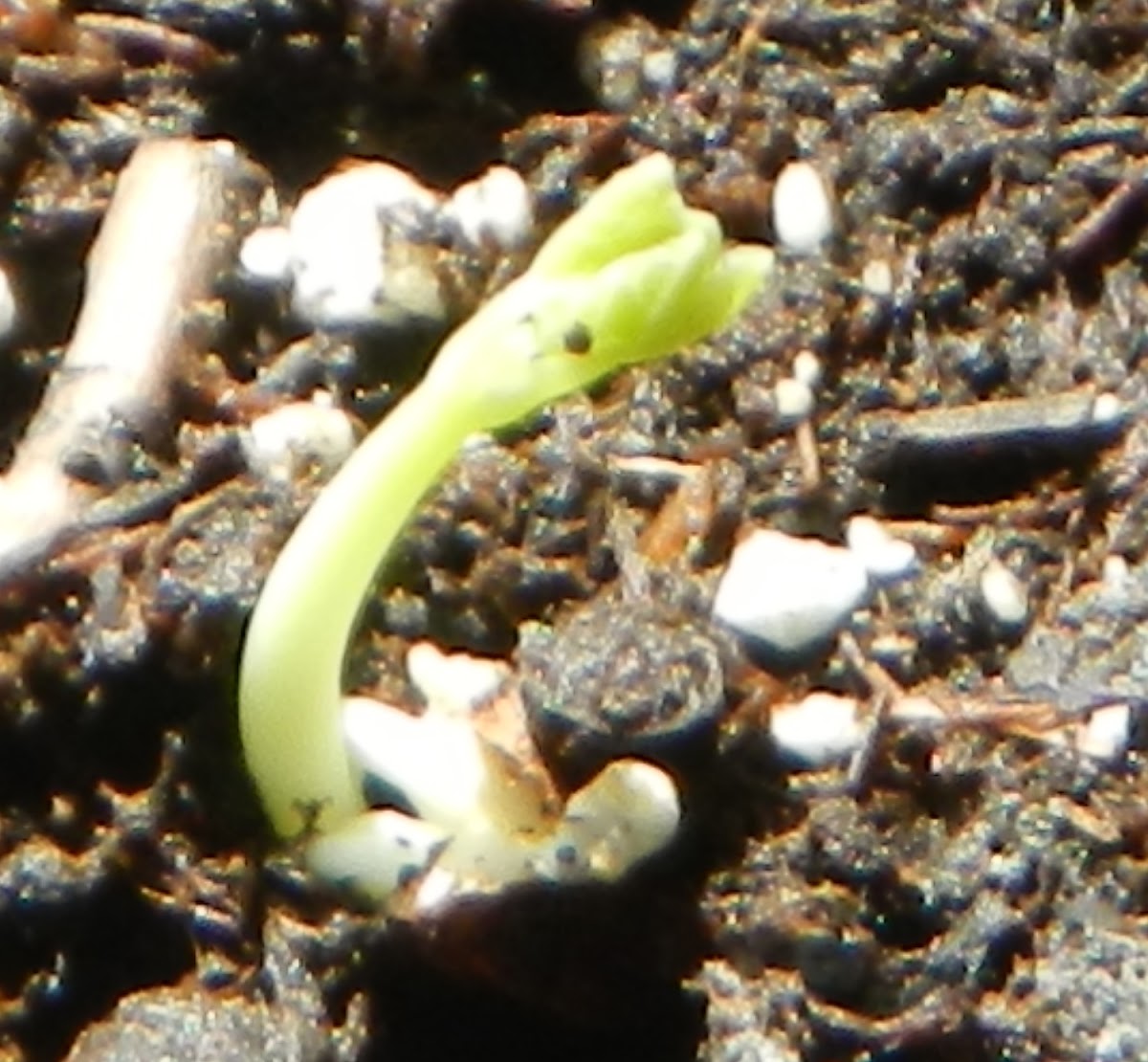Nasturtium (seedling)