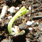 Nasturtium (seedling)