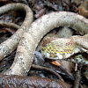 Neotropical Bird Snake