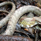 Neotropical Bird Snake
