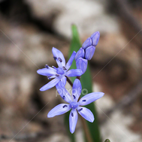Blue Spring by Ioana Laura - Flowers Flowers in the Wild