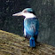 Collared Kingfisher, White-collared Kingfisher or Mangrove Kingfisher