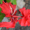 Amapola/Double Flowering Hibiscus