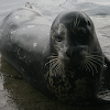 Pacific Harbor Seal