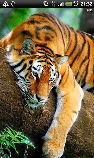 Bengal Tiger Live Wallpaper