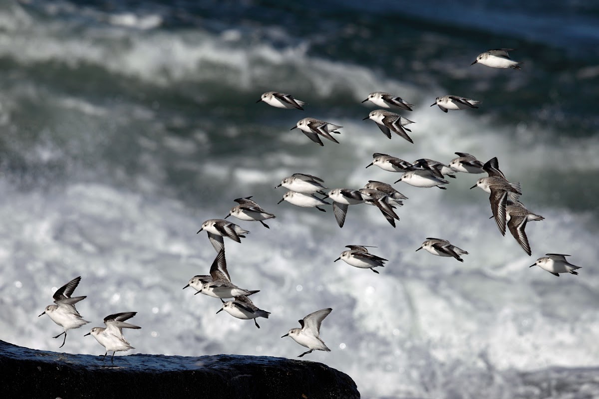 winter plumaged Sanderlings