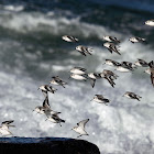 winter plumaged Sanderlings