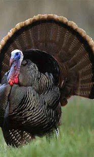 Free Laughing Thanksgiving Turkey APK for PC