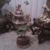 Jade bonsi tree