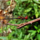 Red-striped Threadtail