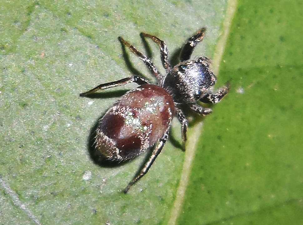 Aranha papa-moscas (Jumping spider)
