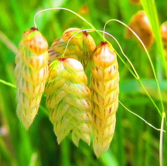 Rattlesnake Grass Project Noah