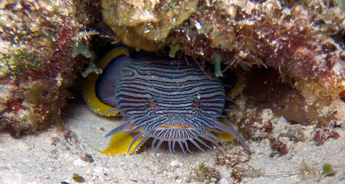Splendid-Toadfish-Cozumel -  A great day of scuba diving off Cozumel can include a glimpse of the splendidly named Splendid Toadfish.