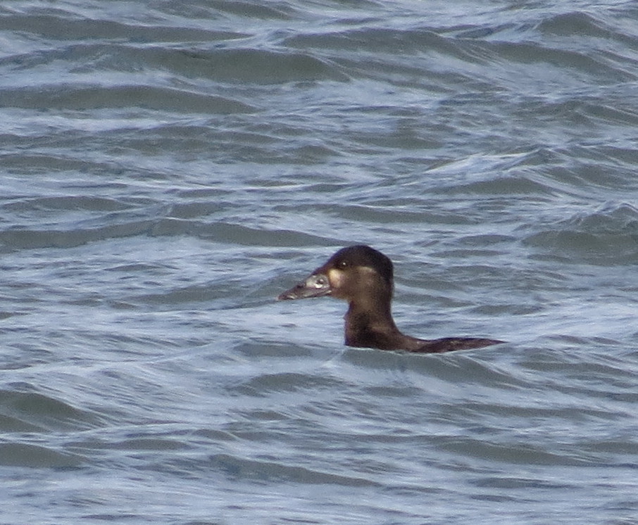 Surf Scoter