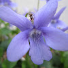 violeta silvestre