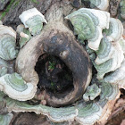 Many-Colored Polypore