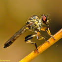 Robber Fly